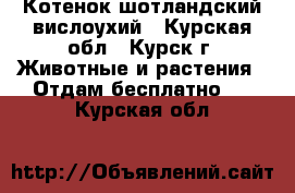 Котенок шотландский вислоухий - Курская обл., Курск г. Животные и растения » Отдам бесплатно   . Курская обл.